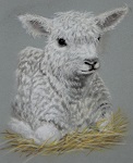  Lamb