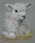  Lamb